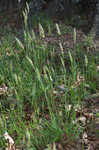 Sweet vernalgrass